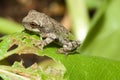 Cope's Gray Tree frog Royalty Free Stock Photo