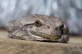 Cope's Gray Tree Frog. Royalty Free Stock Photo