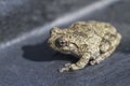 Cope`s Gray Tree Frog Hyla chrysoscelis Royalty Free Stock Photo
