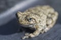 Cope`s Gray Tree Frog Hyla chrysoscelis Royalty Free Stock Photo