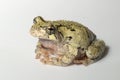 Cope\'s gray treefrog (Hyla chrysoscelis) Royalty Free Stock Photo