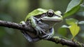 Cope's Gray Treefrog Leaping Between Branches in Forest Royalty Free Stock Photo