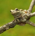 Cope's Gray Treefrog