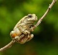 Cope's Gray Treefrog