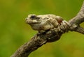 Cope's Gray Treefrog