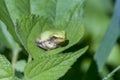 Cope`s Gray Treefrog resting on green leaf in the forest