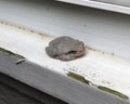 Cope's Grey Tree Frog Royalty Free Stock Photo