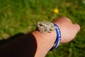 Cope's Grey tree frog found outside sitting around during the summer Royalty Free Stock Photo