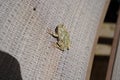 Cope's Grey tree frog found outside sitting around during the summer Royalty Free Stock Photo