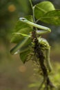 Cope`s short-nosed Vine Snake - Oxybelis brevirostris