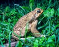 Cope's toad or cururu toad - Rhinella diptycha Royalty Free Stock Photo