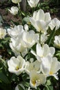 WHITE TULIPS FLOWERS