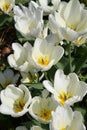 WHITE TULIPS FLOWERS