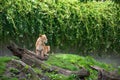COPENHAGEN, DENMARK - August 2017: Female Lion at Copenhagen Zoo