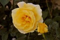 Rose flowers in various colour in garden