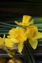Dafodils flowers on sale at fwoers shop in Kastrup Royalty Free Stock Photo