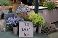 Flowers shoppers look for flowers for mother`s day