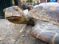 Close-up of an ornamental turtle made of stone