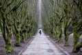 Moody Tree Alley on Vestre Cemetery in Copenhagen