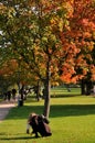 Tree show autumn colour in local park in Copenhagen Denmark