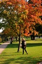 Tree show autumn colour in local park in Copenhagen Denmark