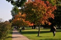 Tree show autumn colour in local park in Copenhagen Denmark