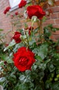 Redrosed and rose plants in Copenhagen Denmark