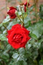 Redrosed and rose plants in Copenhagen Denmark