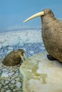 Denmark - Zealand region - Copenhagen - Natural History Museum - Zoological Museum - exhibition of Walrus specimens