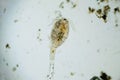 Copepod Cyclops is small crustacean Royalty Free Stock Photo