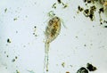 Copepod Cyclops is small crustacean found in freshwater pond. Zooplankton, micro crustacean Royalty Free Stock Photo