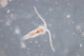 Copepod are a group of small crustaceans Royalty Free Stock Photo