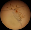 A copepod under a microscope Royalty Free Stock Photo