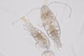 Copepod Zooplankton are a group of small crustaceans found in Royalty Free Stock Photo