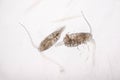 Copepod Zooplankton are a group of small crustaceans found in Royalty Free Stock Photo