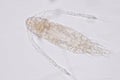 Copepod Zooplankton are a group of small crustaceans found in Royalty Free Stock Photo