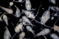 Copepod Zooplankton are a group of small crustaceans found in marine and freshwater habitat