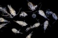Copepod Zooplankton are a group of small crustaceans found in marine and freshwater habitat Royalty Free Stock Photo