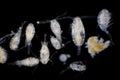 Copepod Zooplankton are a group of small crustaceans found in marine and freshwater habitat Royalty Free Stock Photo