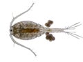 Copepod Zooplankton are a group of small crustaceans Royalty Free Stock Photo