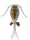 Copepod Zooplankton are a group of small crustaceans Royalty Free Stock Photo