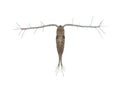 Copepod Zooplankton Royalty Free Stock Photo