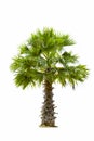 Copernicia hospita palm isolated on white background Royalty Free Stock Photo