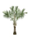 Copernicia hospita palm tree isolated on white background Royalty Free Stock Photo