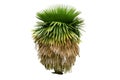 Cuban Petticoat Palm on white background.