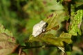 Copes Gray Tree Frog