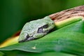 Copes Gray tree frog rests on a leaf in a garden