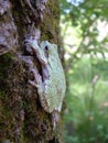 Copes Grey Treefrog