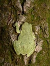 Copes Grey Treefrog