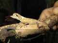 Endemic Lizard in Knuckles mountain, Srilanka